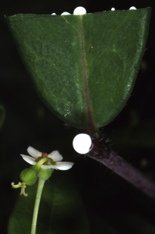 Euphorbia collorata from North Carolina; stem and leaf cut to show latex